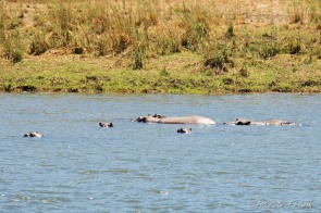 Hippos in front of camp